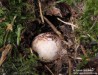 hvězdovka smrková (Houby), Geastrum quadrifidum (Fungi)